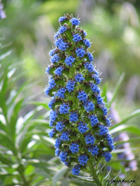 pictures of flowers and names. good with flower names.